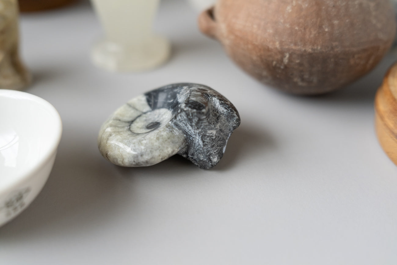 Fossil Goniatite Ammonite